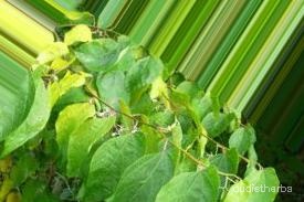 augmented_Alangium begoniaefolium leaf5_0_7192.jpeg